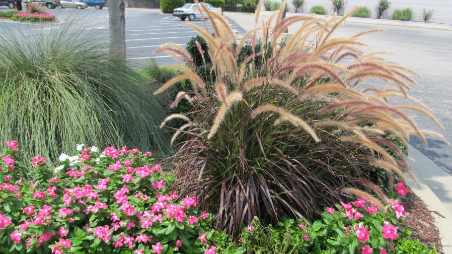 Пеннисетум лисохвостный рубрум Pennisetum setaceum rubrum