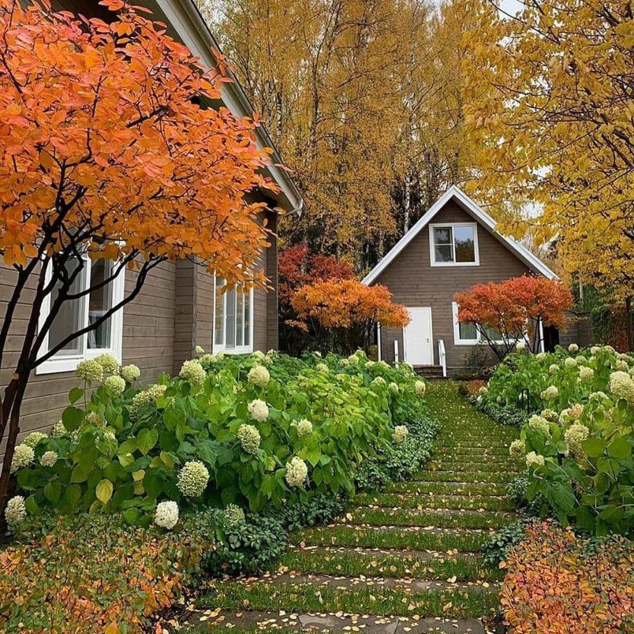 Ирга Ламарка в ландшафтном