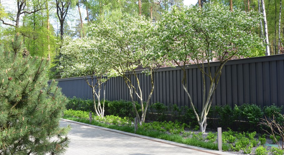 Ирга канадская Ламарка Живая изгородь