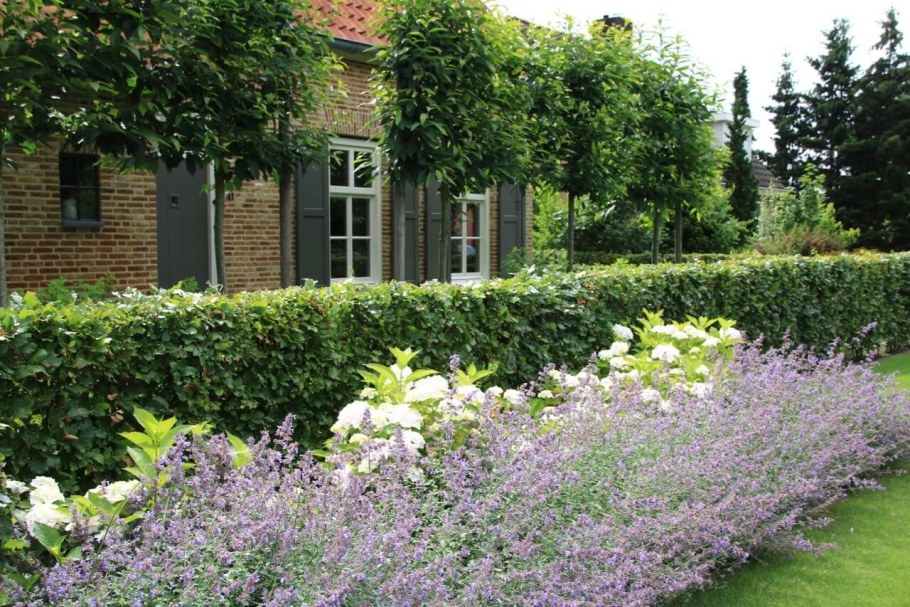 Ирга Ламарка в ландшафтном дизайне