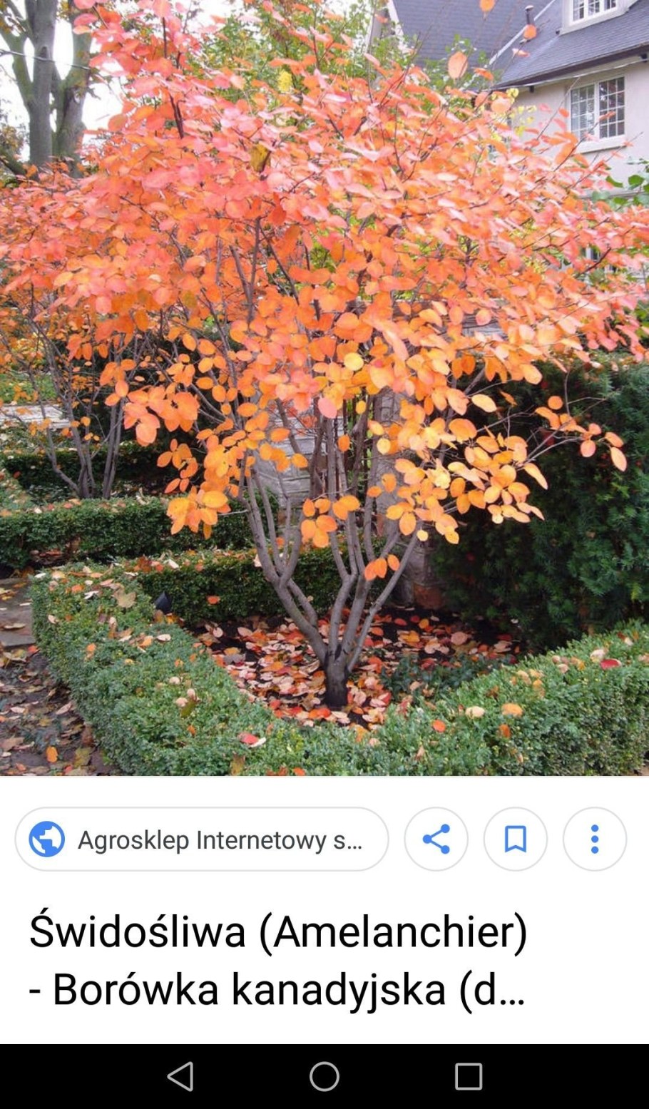 Ирга канадская (Amelanchier canadensis)