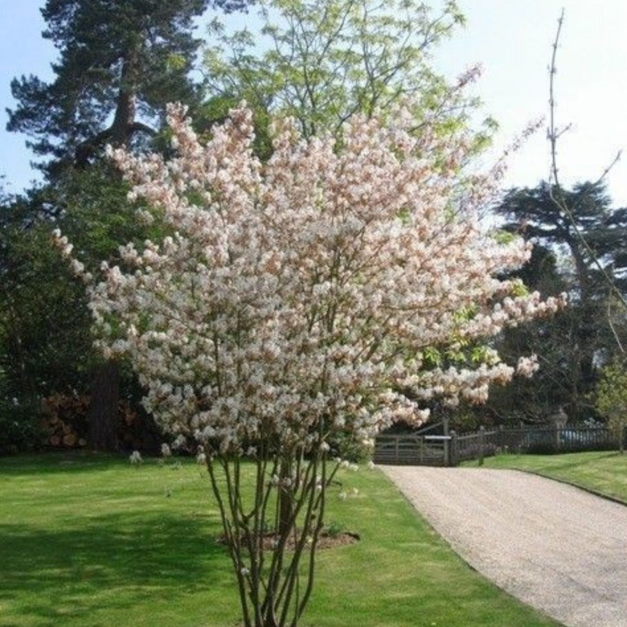 Ирга канадская Amelanchier lamarckii