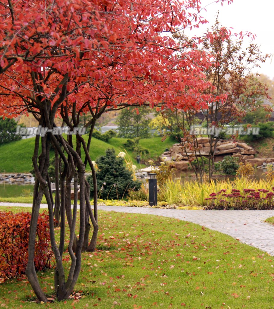 Игра канадская Ламарка