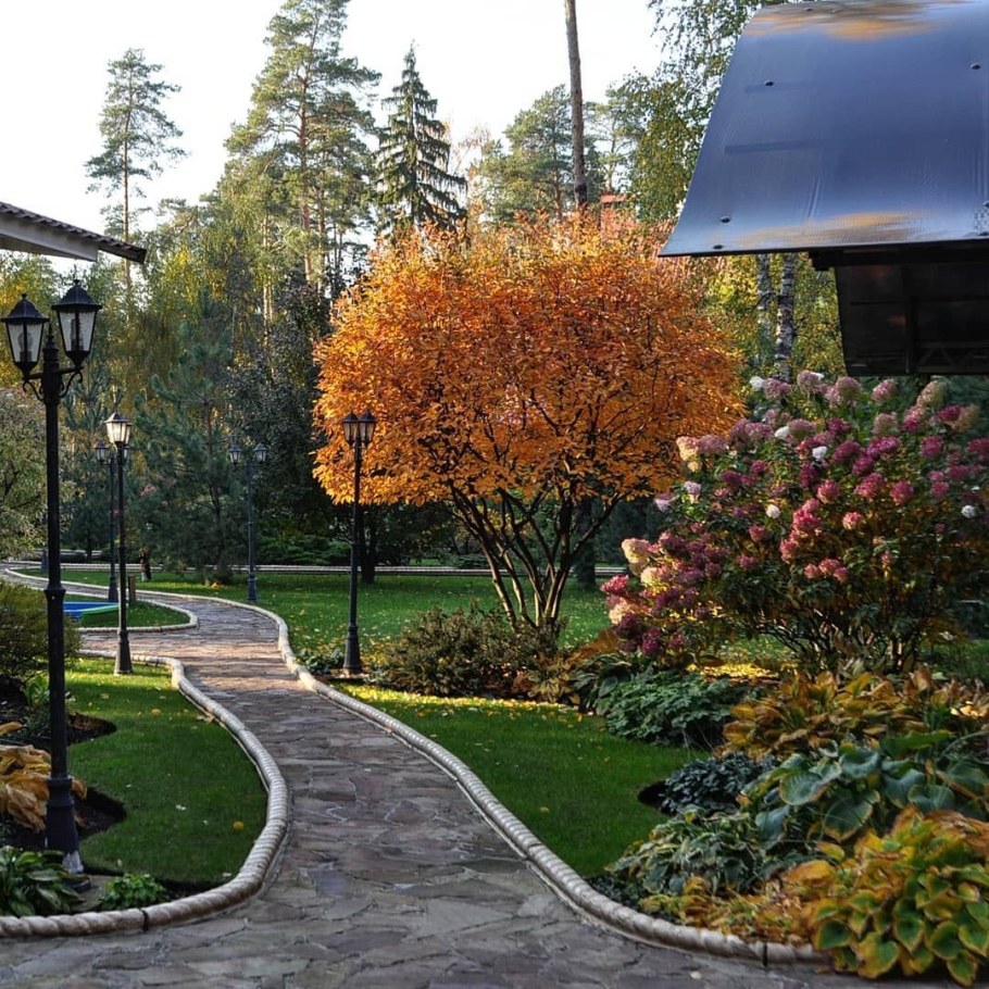 Ирга Ламарка изгородь