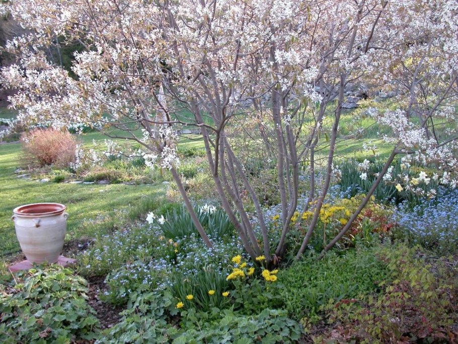 Ирга Ламарка (Amelanchier lamarckii)