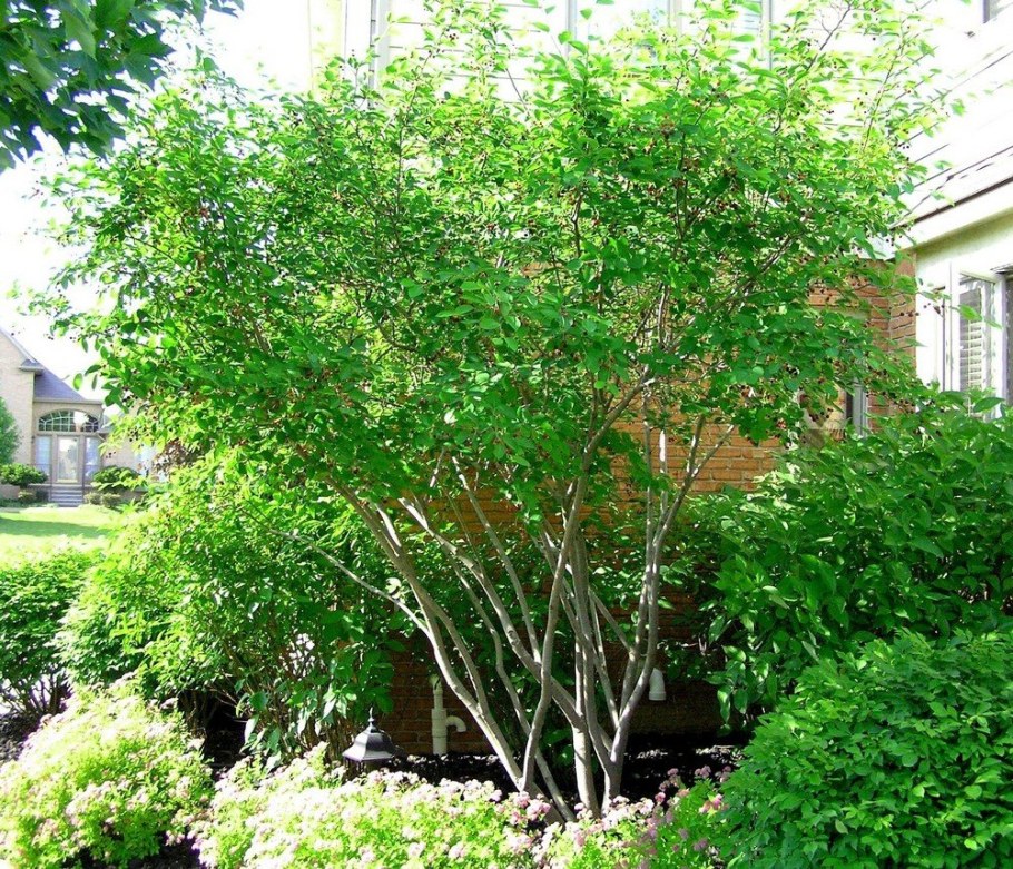 Клен Гиннала дерево