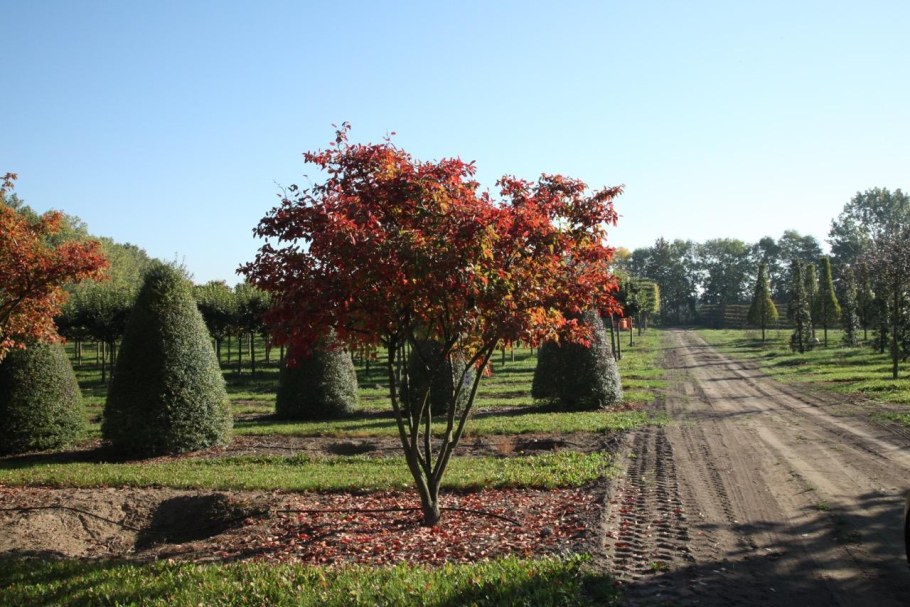 Ирга Ламарка зонт