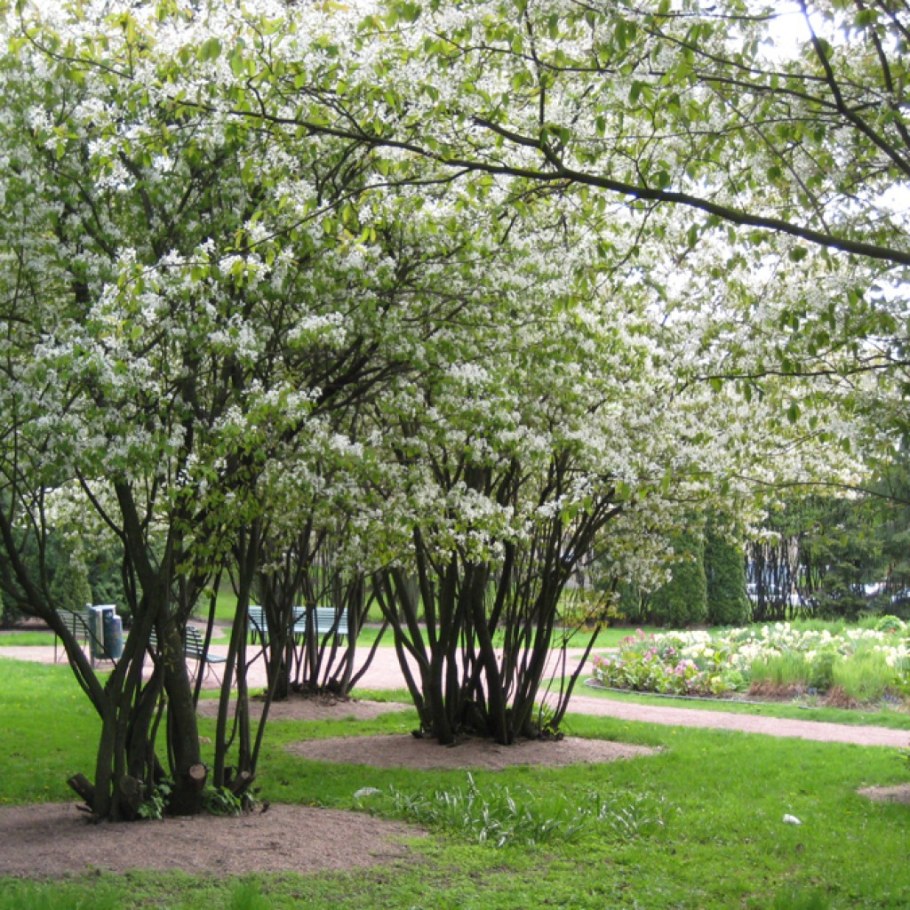 Ирга канадская "Ламарка" (Amelanchier lamarckii)