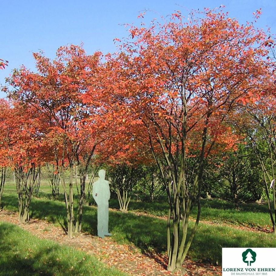 Ирга Ламарка (Amelanchier lamarckii)