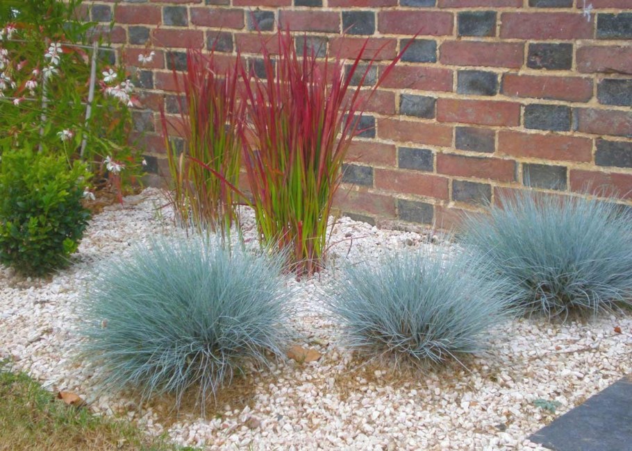 Овсяница сизая "Festuca"