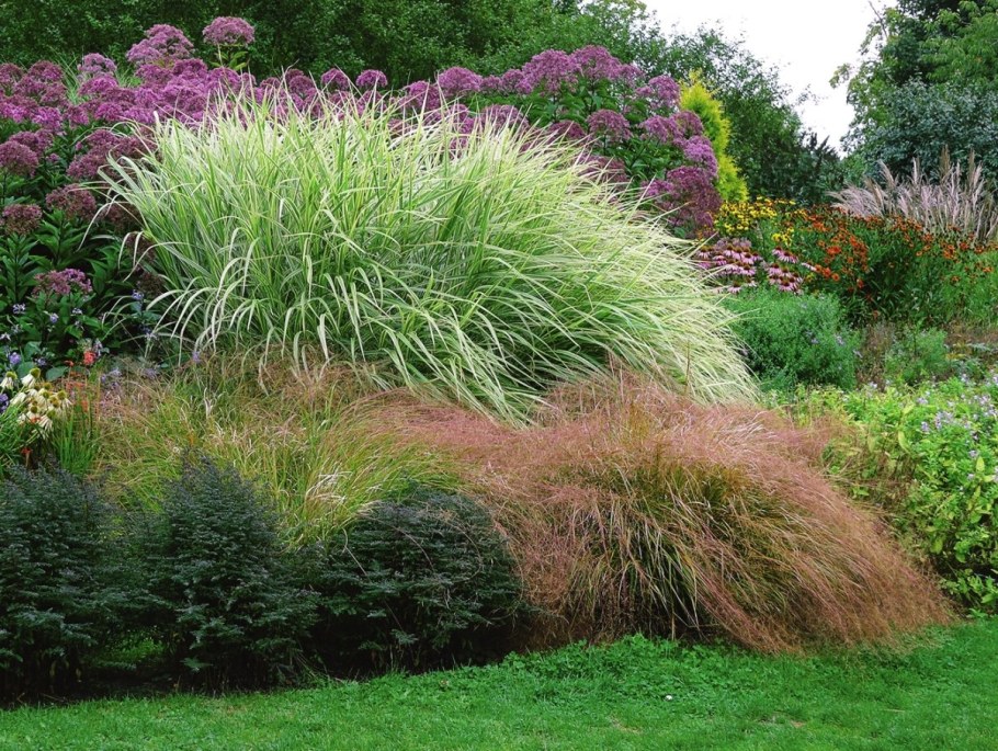 Мискантус китайский хвойные