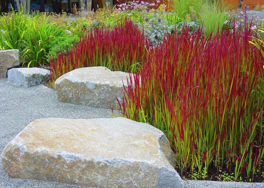 Мискантус Императа