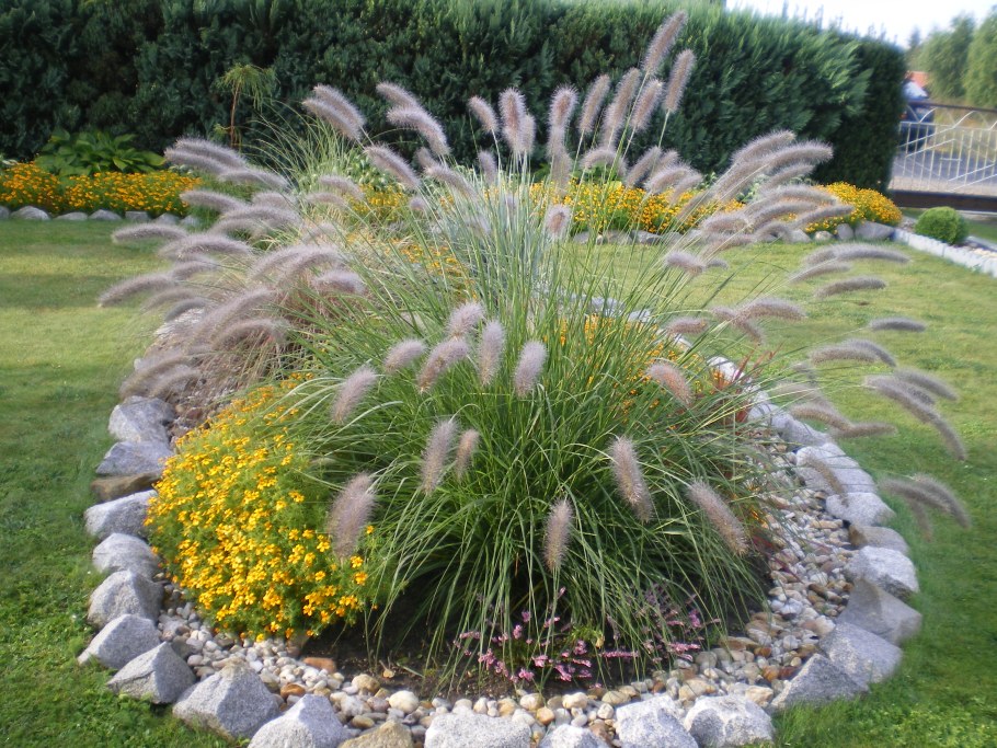 Пеннисетум лисохвостный