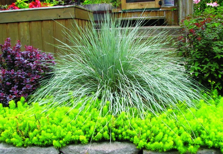 Овсяница метельчатая (Festuca Scoparia)