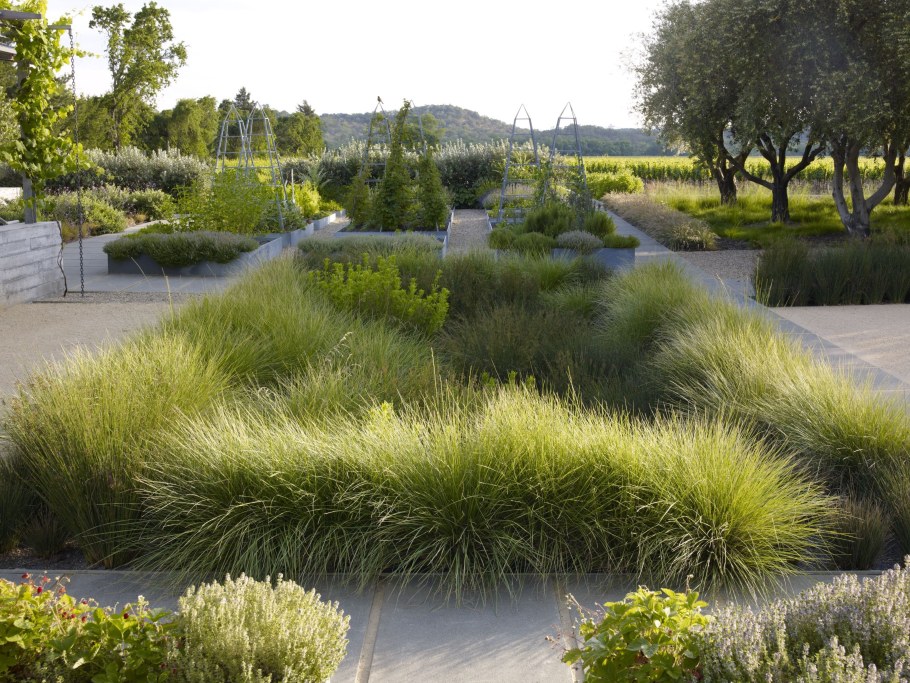 Сантолина в ландшафтном дизайне