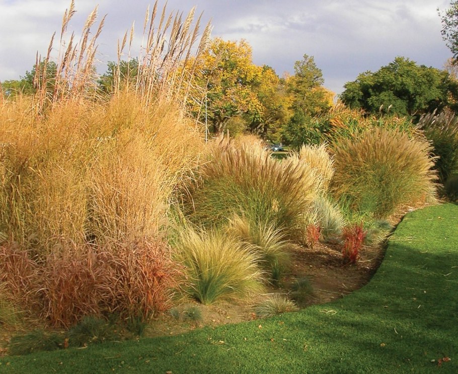 Мискантус Карл Форстер