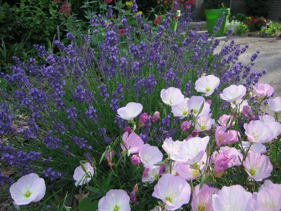 Энотера многолетняя