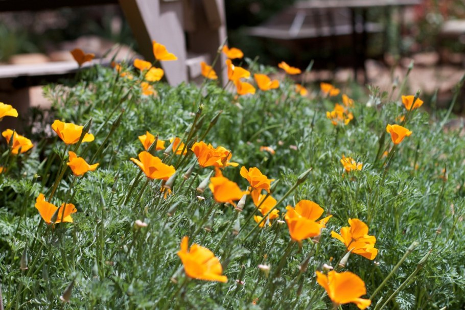 Эшшольция Мираж