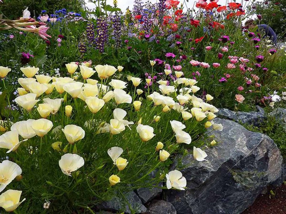 Энотера миссурийская Золотая