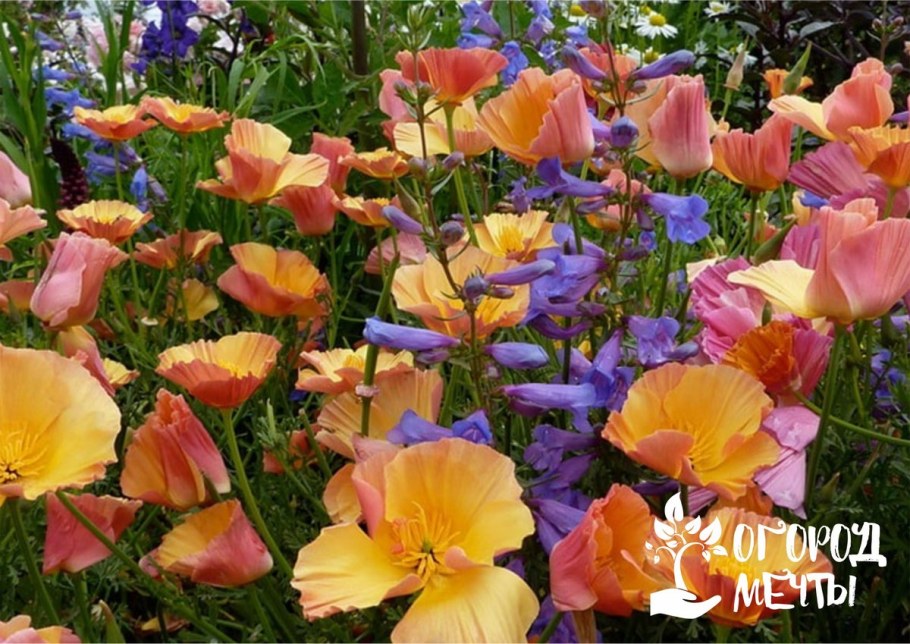 Эшшольция феерия Абрикосовая