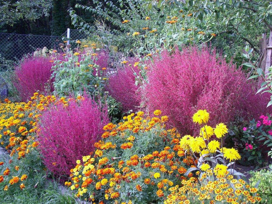 Кохия в цветнике