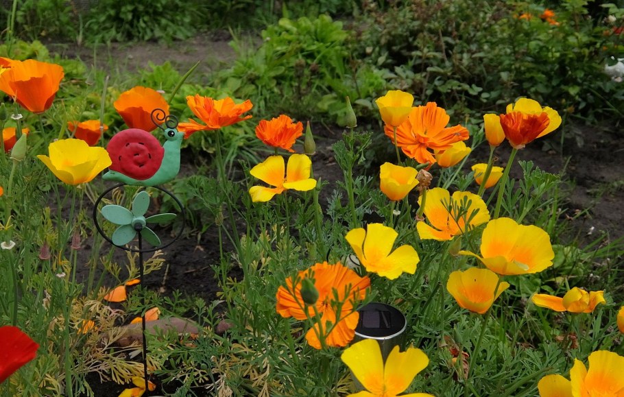 Эшшольция Априкот фото