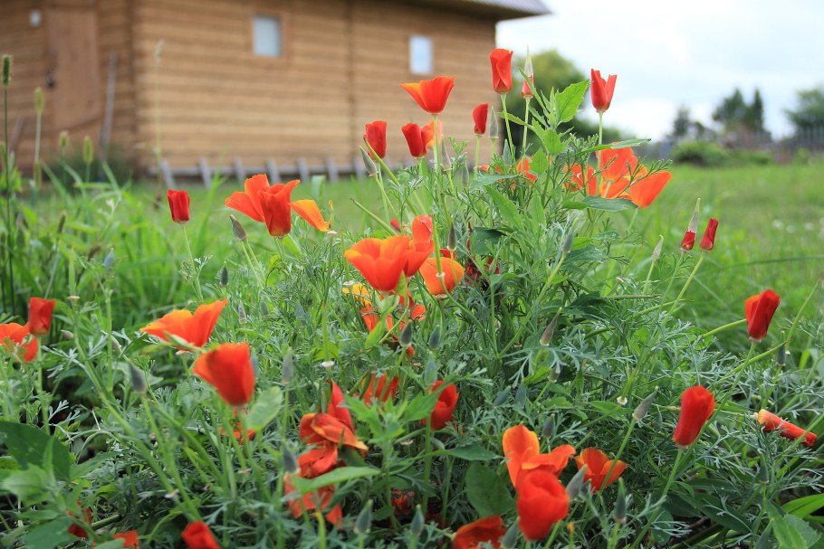 Эшшольция маковые