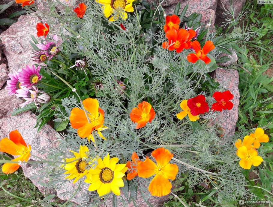 Эшшольция Земляничная Поляна