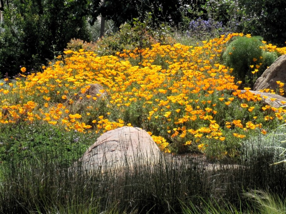 Эшшольция Земляничная Поляна