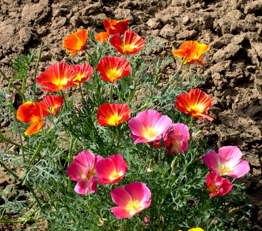 Эшшольция Мираж