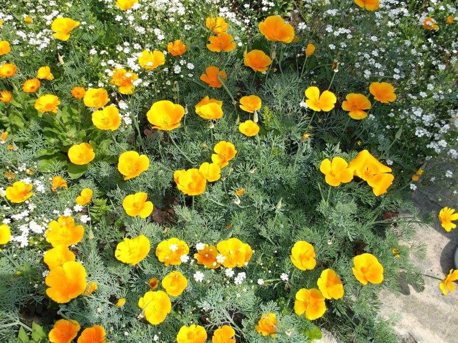 Эшшольция махровая Эшли