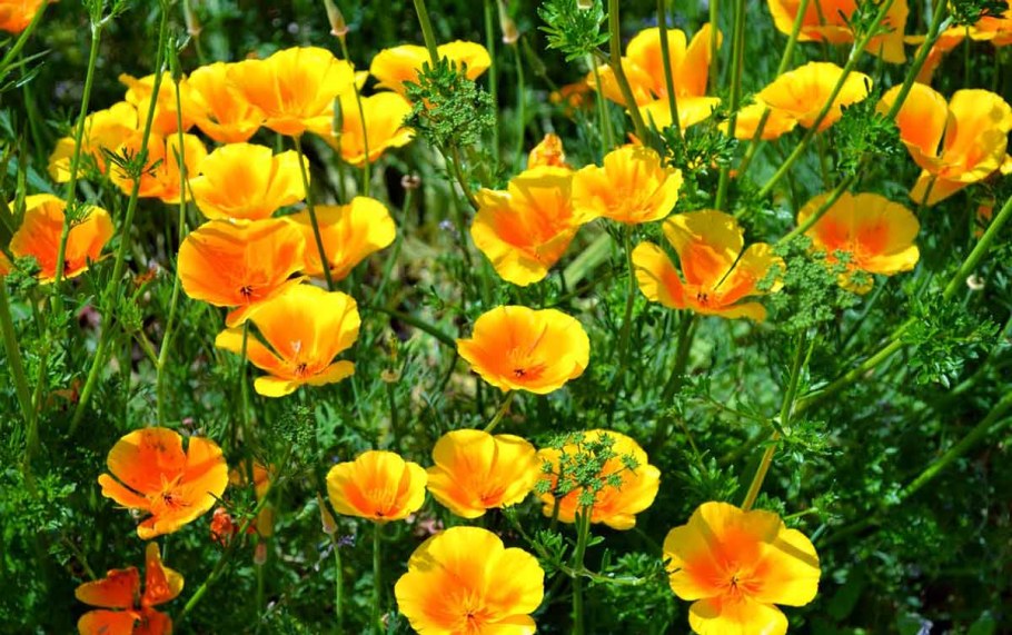 Эшшольция Земляничная Поляна