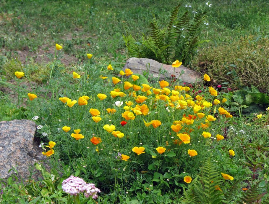 Портулак и эшшольция