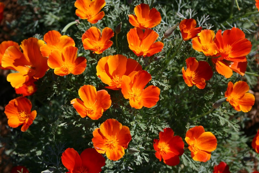 Эшшольция карминный Король