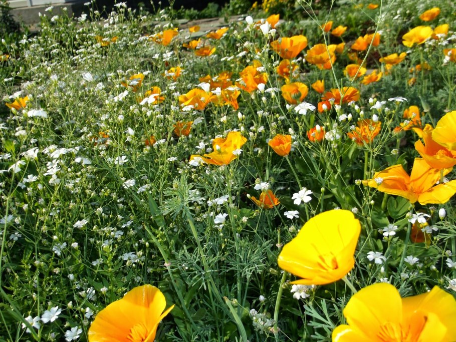 Эшшольция Калифорнийская буржуа