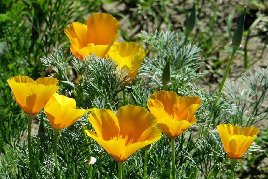 Эшшольция белый замок