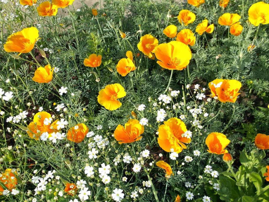 Эшшольция Канди