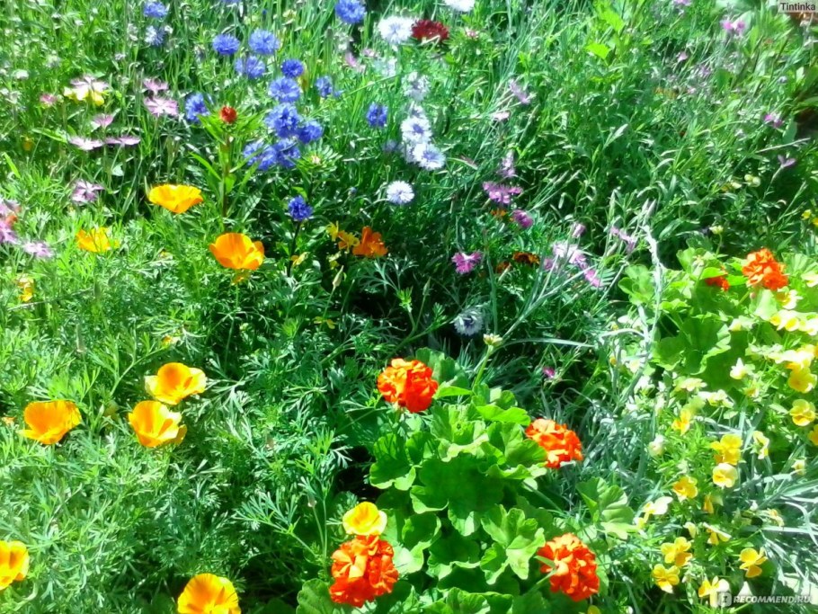 Немофила и эшшольция