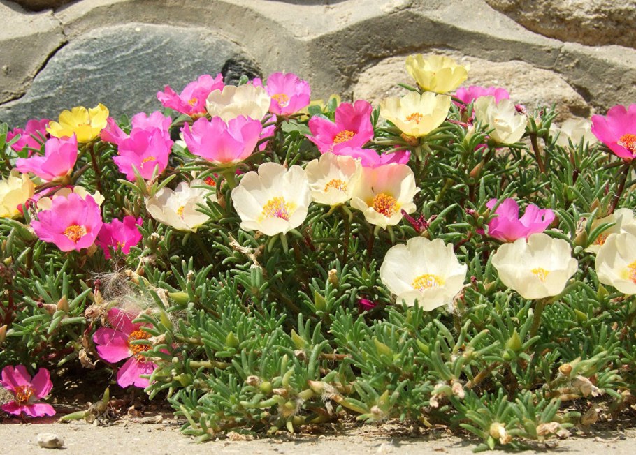 Портулак и эшшольция