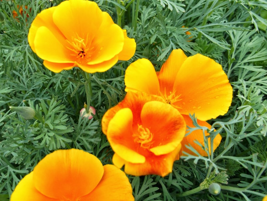 Эшшольция на клумбе