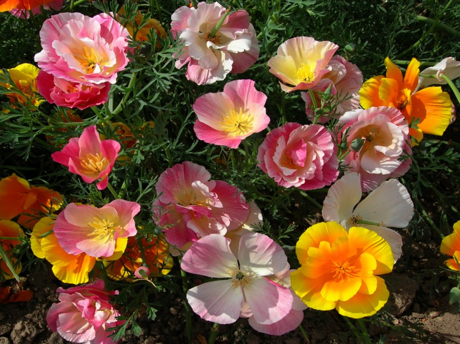 Эшшольция балерина