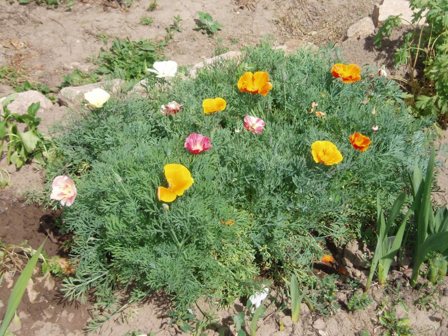 Эшшольция махровая на клумбе