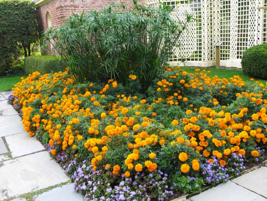 Эшшольция календулы бархатцы