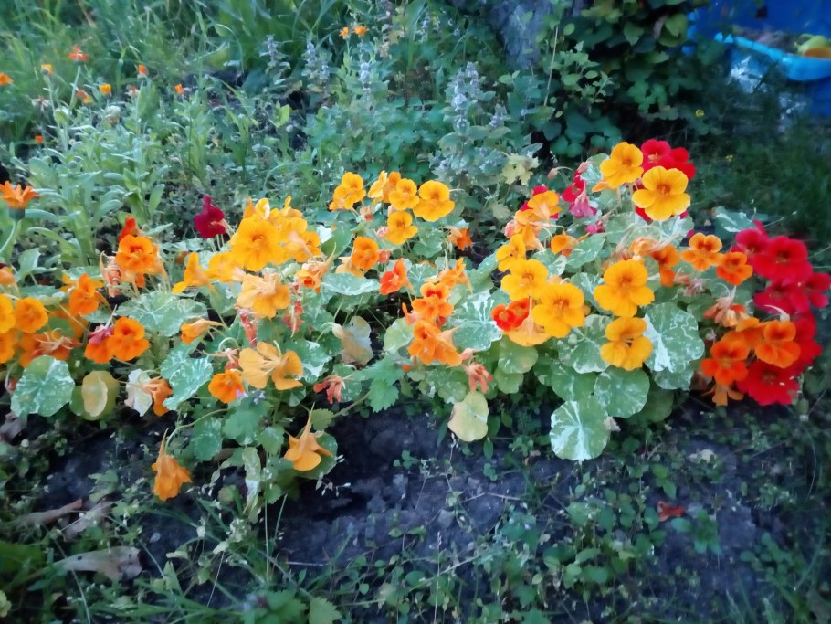 Настурция низкорослая Джевел микс