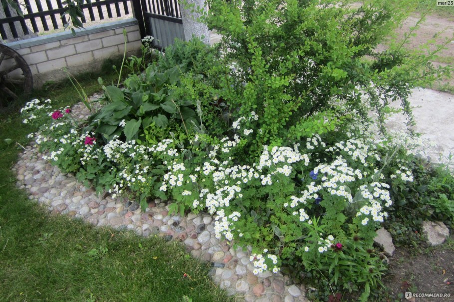 Пиретрум девичий многолетний