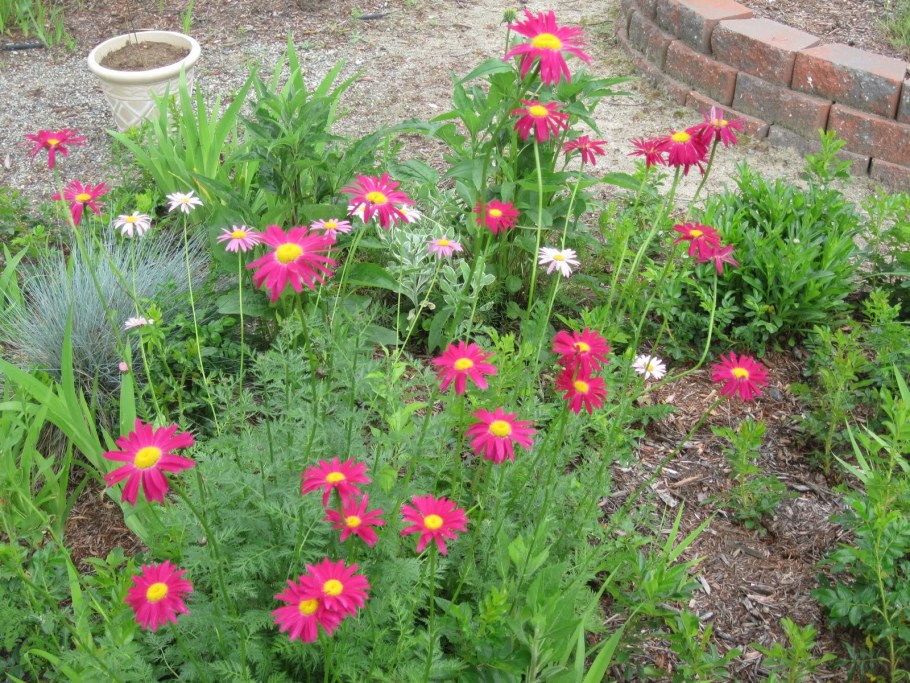 Пиретрум низкорослый