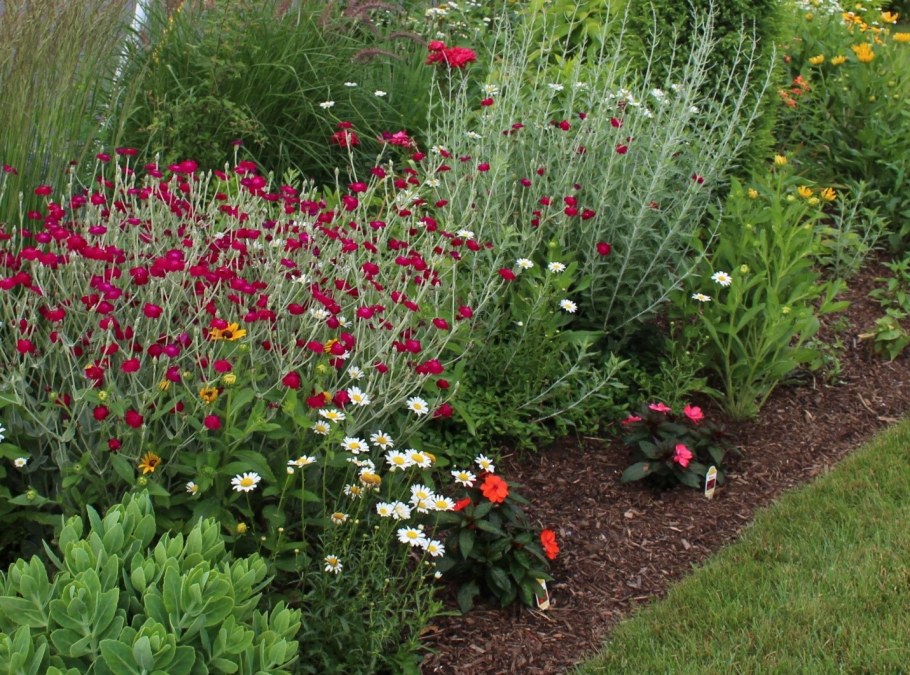 Лихнис корончатый.халцедонский