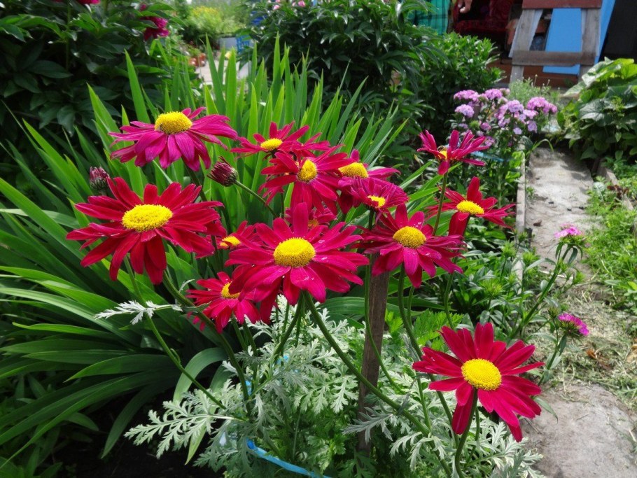 Пиретрум Персидская Ромашка