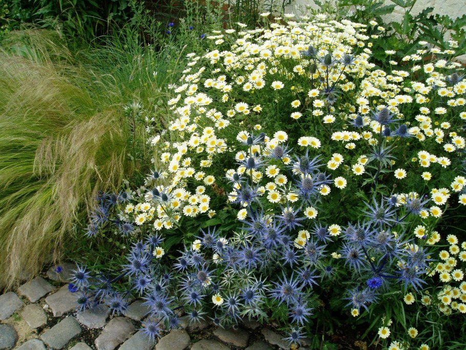 Мордовник и синеголовник