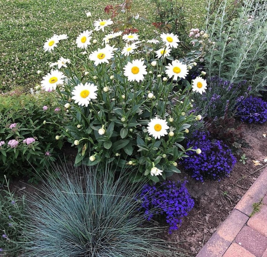 Нивяник на клумбе